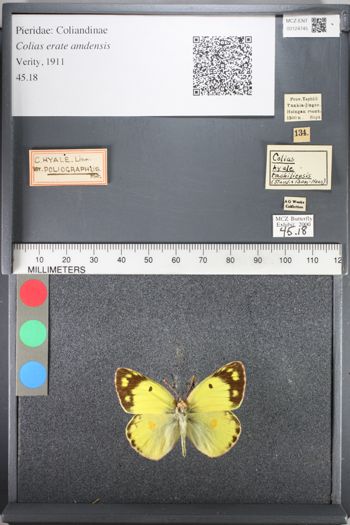 Media type: image;   Entomology 124745
